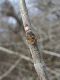 Image of taxon representative. Author is Геннадий Окатов