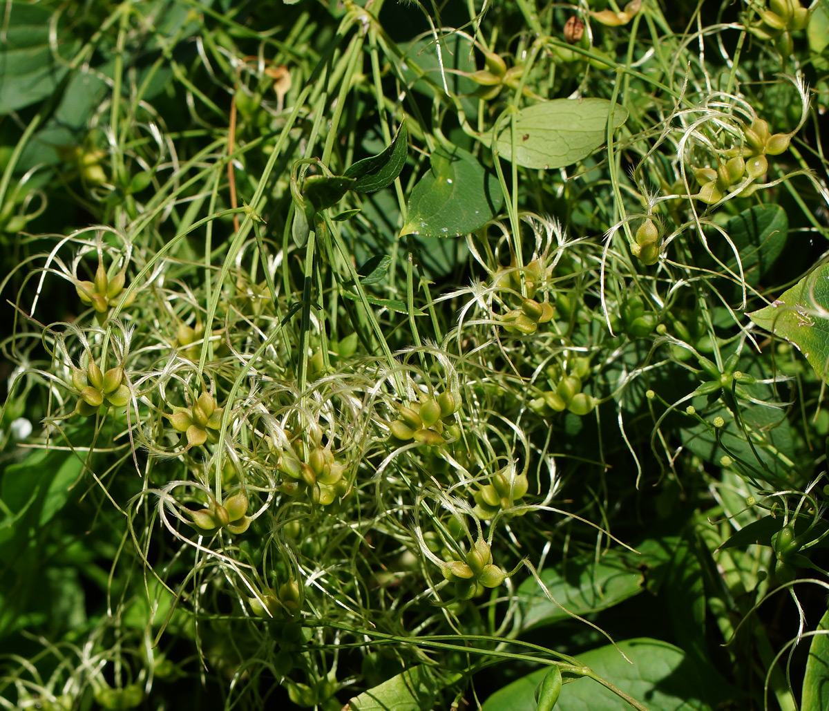 Изображение особи Clematis mandshurica.