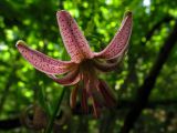 Lilium martagon. Цветок. Беларусь, Гродненская обл., Новогрудский р-н, Кошелевский сельсовет, окр. дер. Чемеровка, ельник черничный. 24.07.2015.