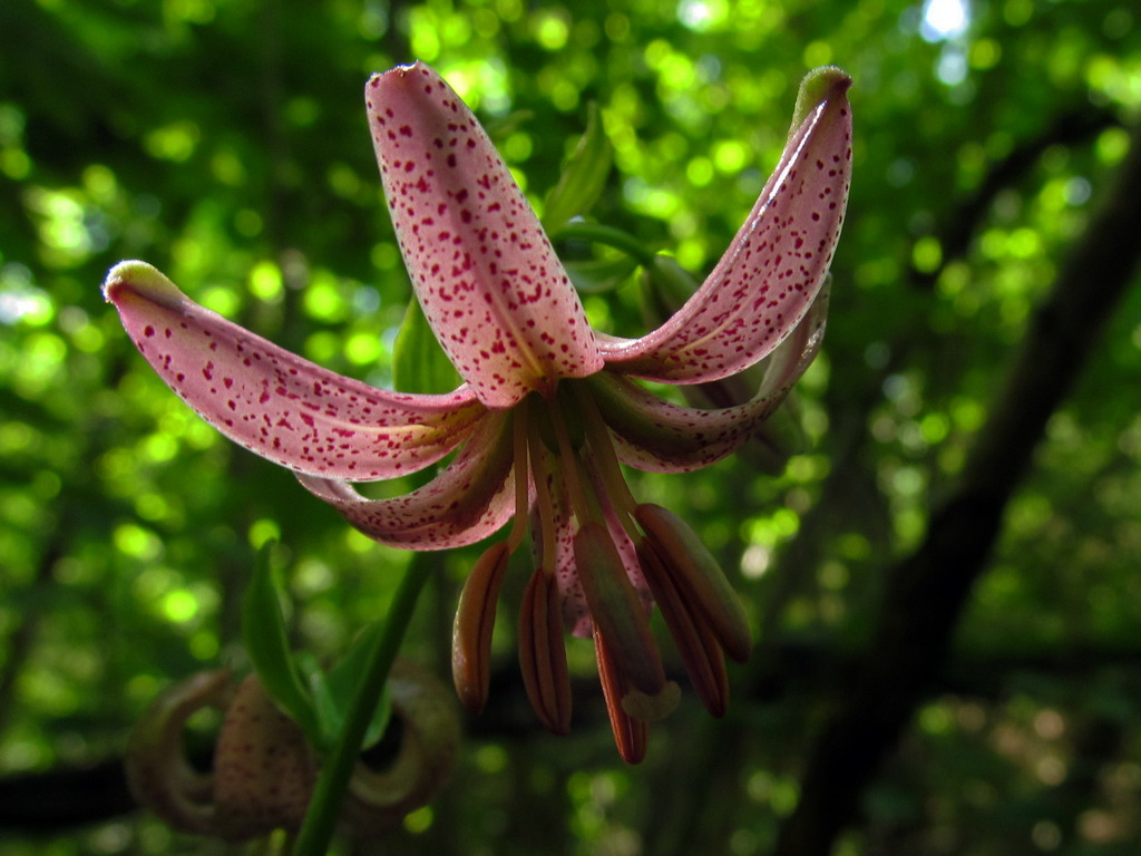 Image of Lilium martagon specimen.