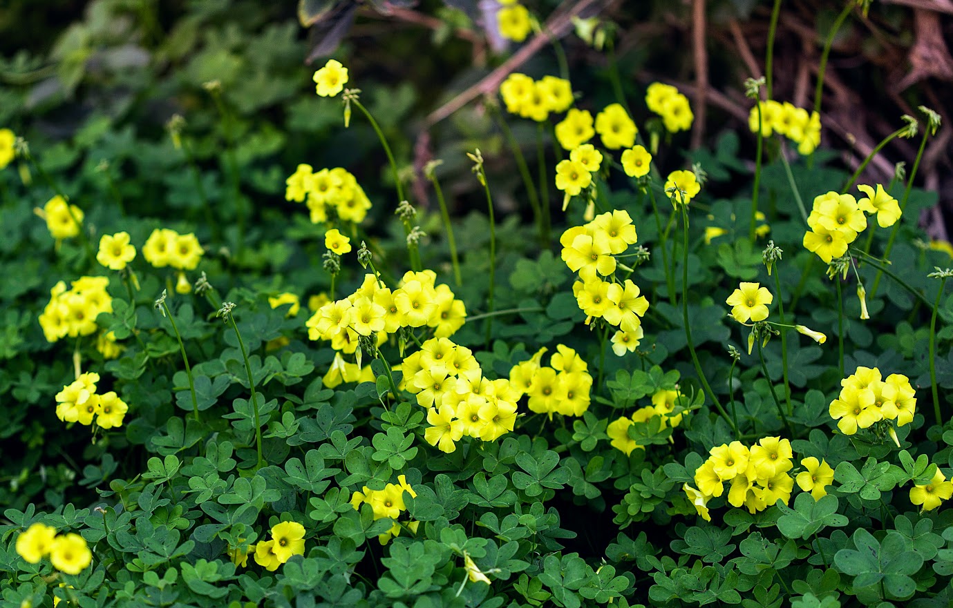 Image of Oxalis pes-caprae specimen.