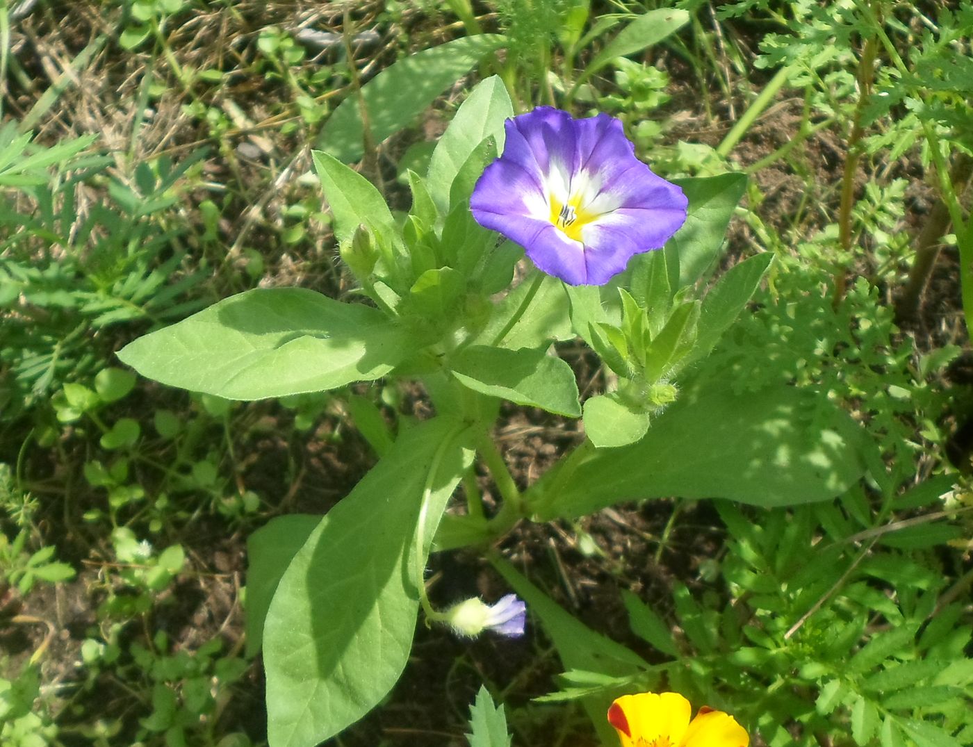 Изображение особи Convolvulus tricolor.