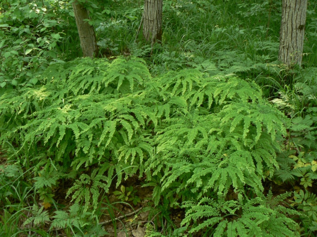 Image of Adiantum pedatum specimen.