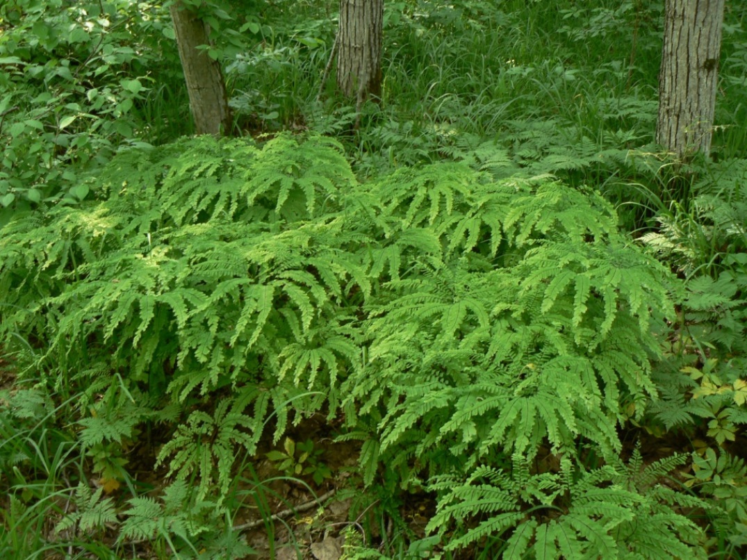 Изображение особи Adiantum pedatum.