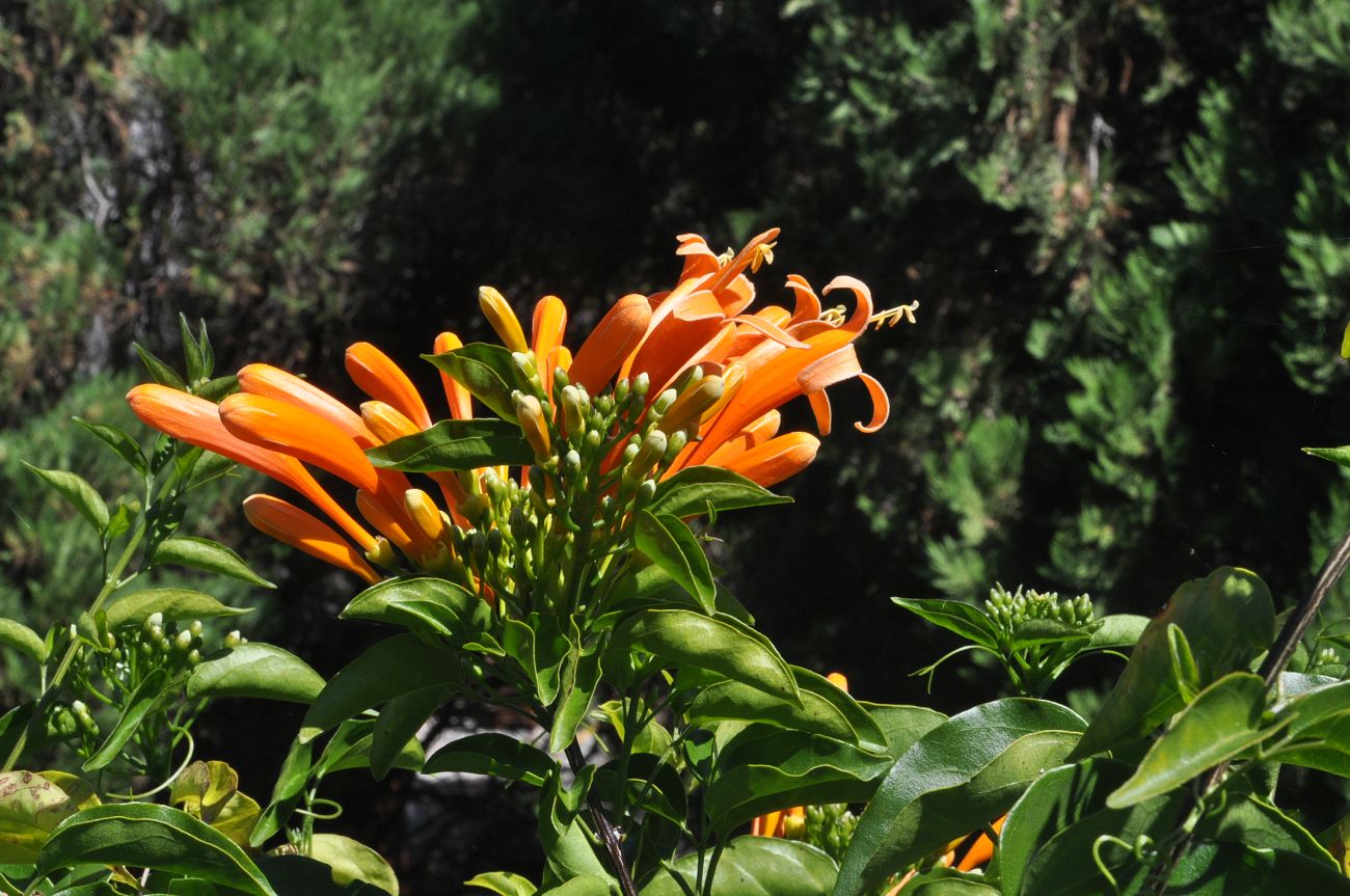 Image of Pyrostegia venusta specimen.