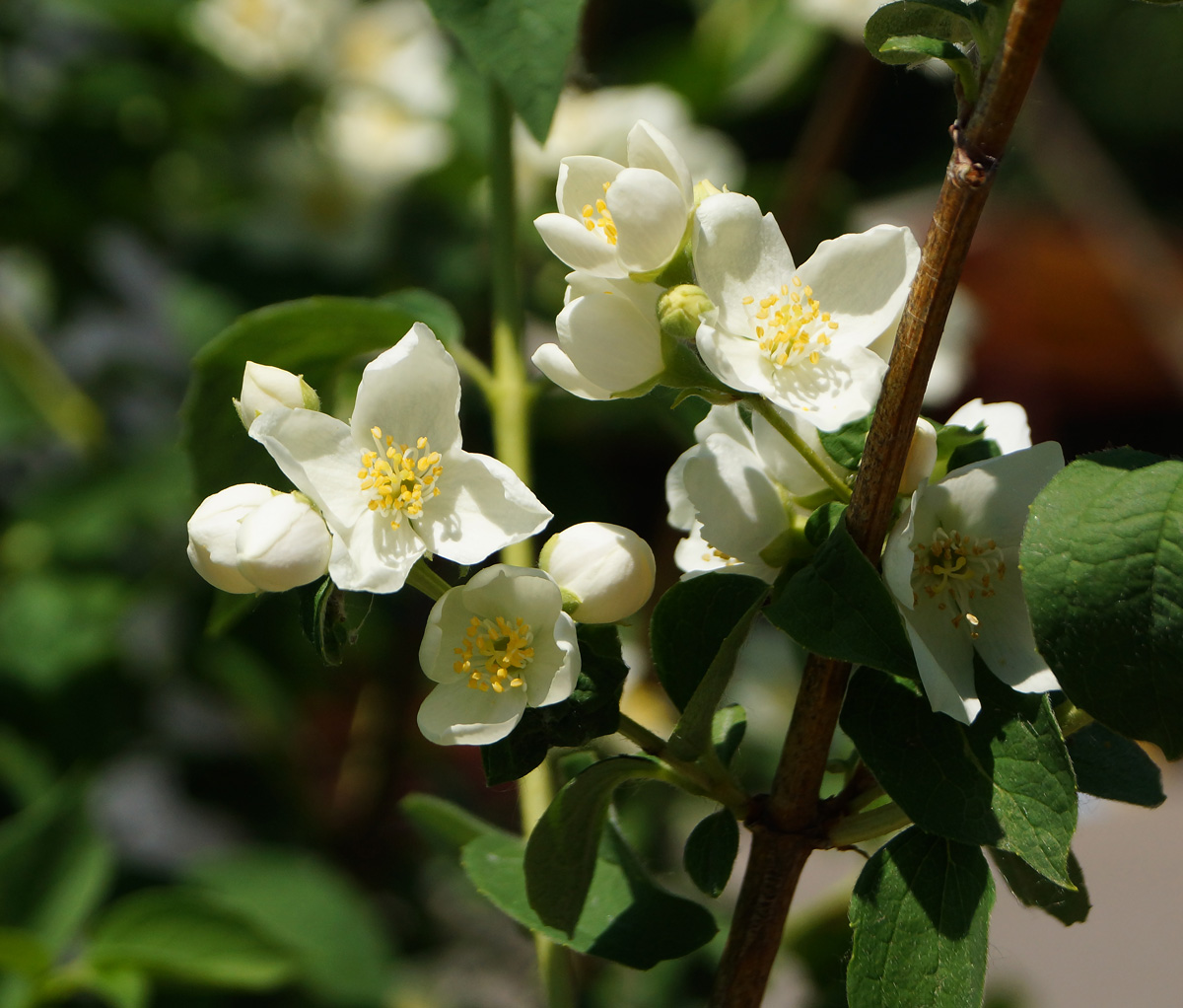 Изображение особи род Philadelphus.