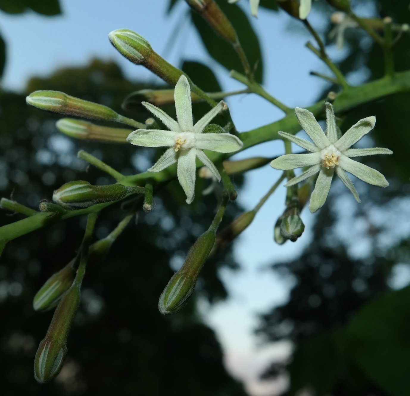 Изображение особи Gymnocladus dioicus.