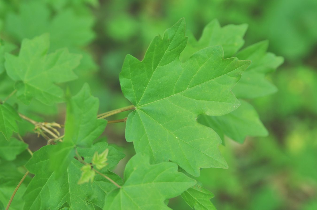 Image of Acer campestre specimen.