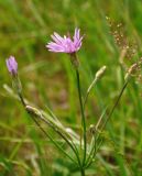 Scorzonera purpurea. Верхушка цветущего растения. Тульская обл., Ефремовский р-н, долина р. Красивая Меча, разнотравная степь. 03.06.2018.