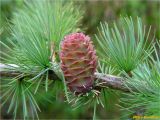 Larix kaempferi