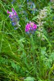 Oxytropis campanulata