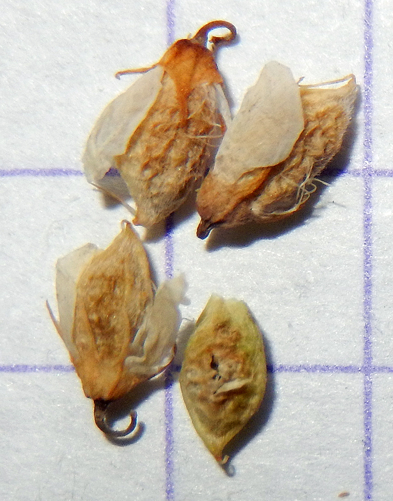 Image of Melilotus hirsutus specimen.