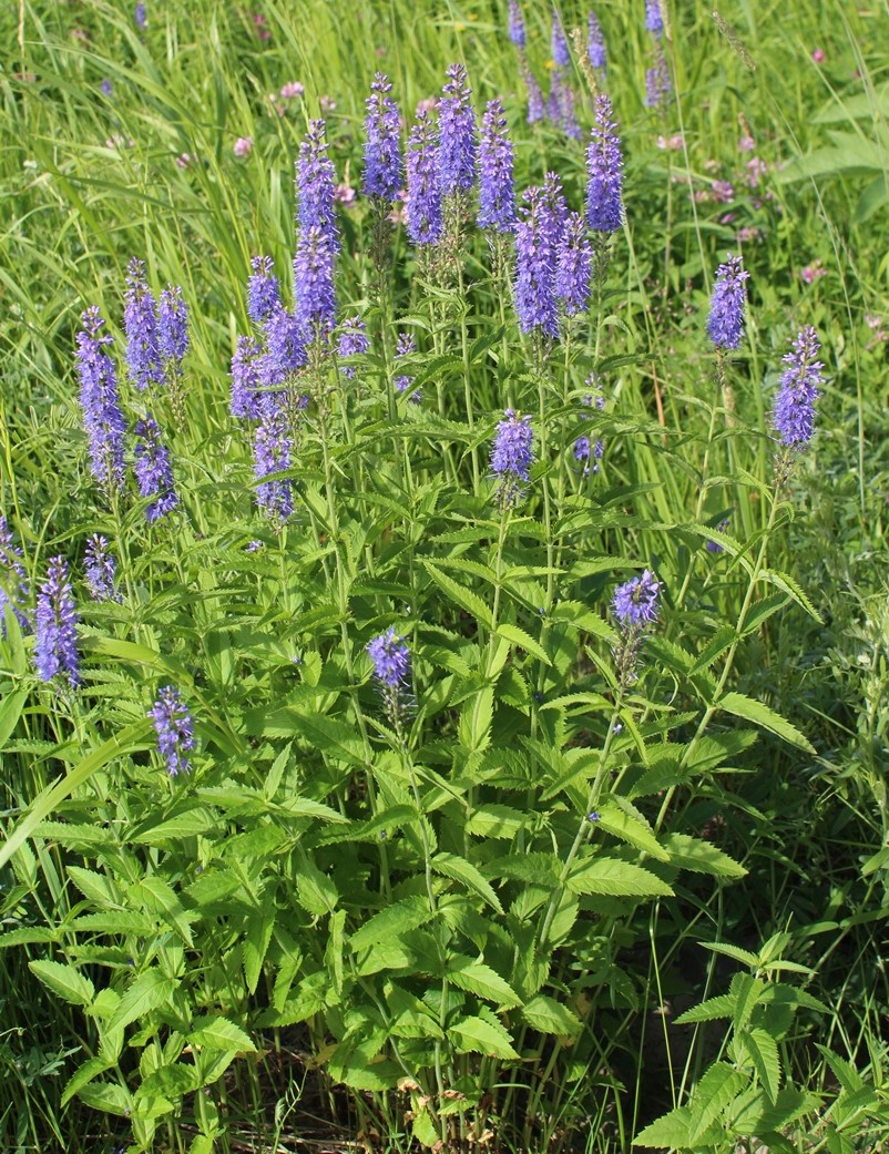 Изображение особи Veronica longifolia.