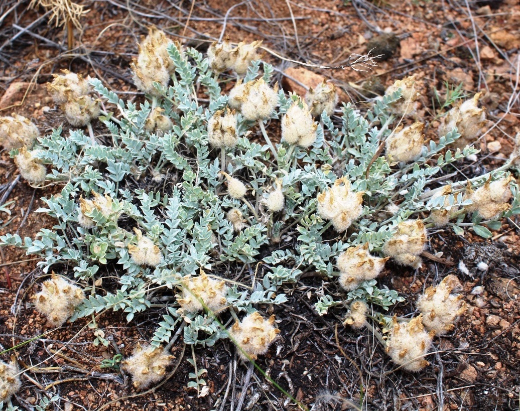 Изображение особи Astragalus arkalycensis.