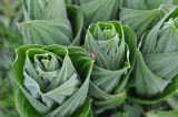 Veratrum lobelianum. Верхушки молодых побегов с божьей коровкой. Грузия, Боржоми-Харагаульский национальный парк, маршрут №1; гора Ломис-Мта, ≈ 2100 м н.у.м., предвершинный пастбищный луг. 25.05.2018.