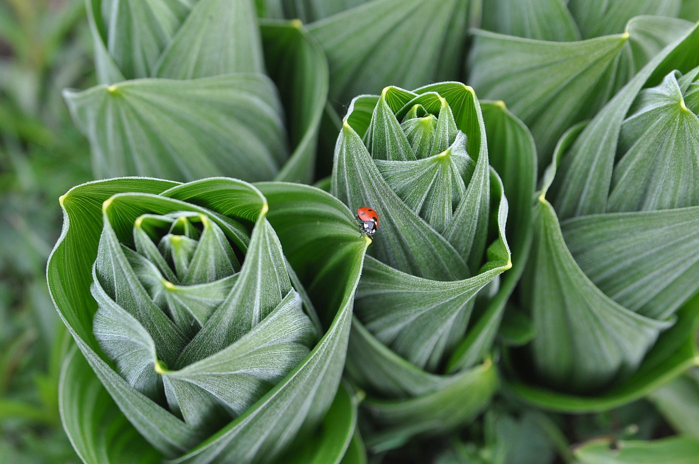 Изображение особи Veratrum lobelianum.