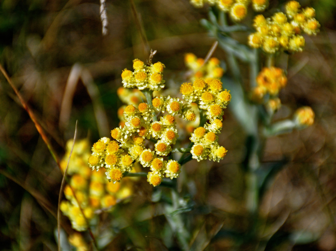 Изображение особи Helichrysum arenarium.