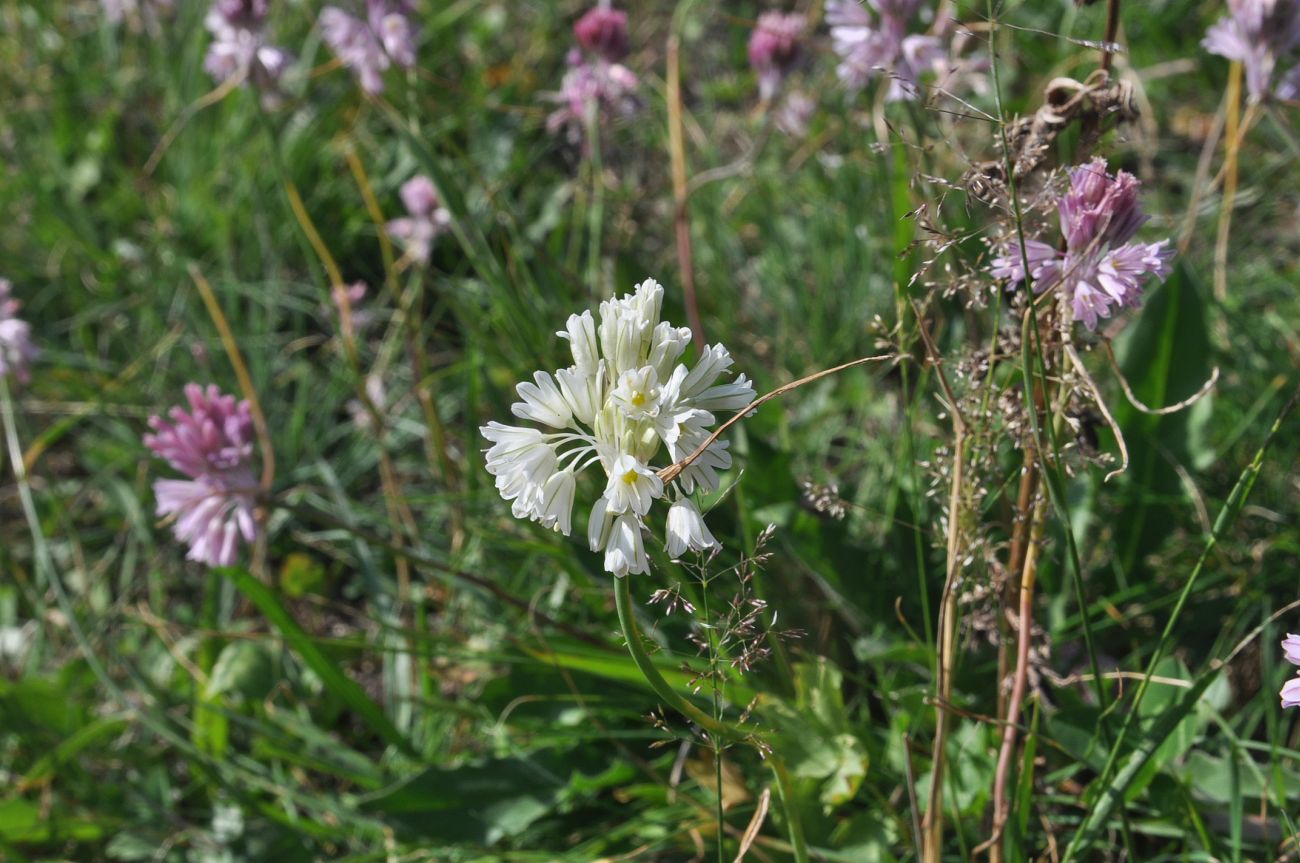 Image of Allium kunthianum specimen.