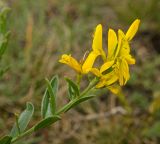 Genista tinctoria. Верхушка цветущего побега. Башкортостан, Учалинский р-н, Ильчигуловский сельсовет, окр. дер. Мулдашево, хр. Нурали, каменистый склон, ≈ 700 м н.у.м. 7 сентября 2018 г.