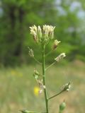 Camelina rumelica