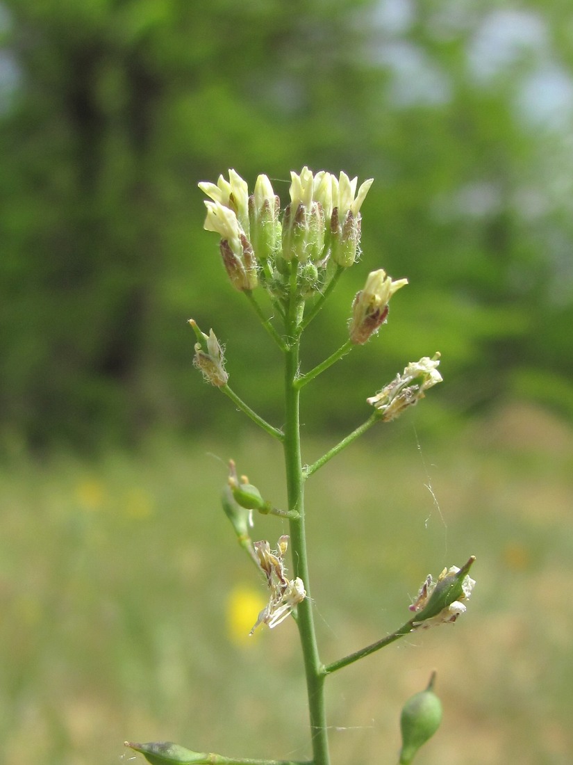 Изображение особи Camelina rumelica.