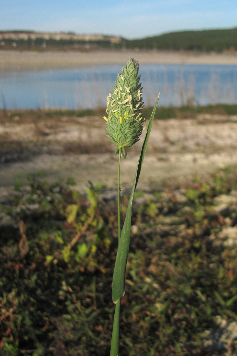 Изображение особи Phalaris canariensis.