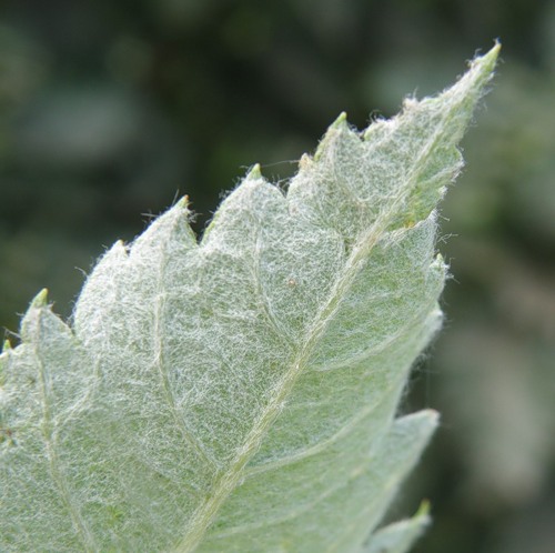 Image of Sorbus intermedia specimen.