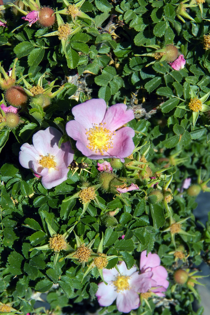 Image of Rosa korschinskiana specimen.