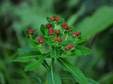 Euphorbia pilosa. Верхушка побега с соплодием. Красноярский край, Ермаковский р-н, природный парк \"Ергаки\", долина р. Тушканчик, ≈ 1200 м н.у.м., опушка хвойного леса. 13.07.2018.