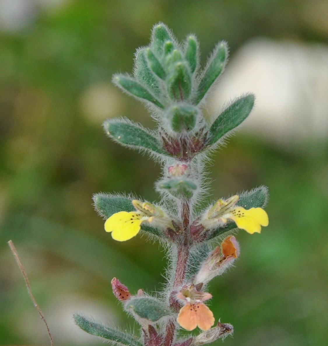 Image of Ajuga iva specimen.