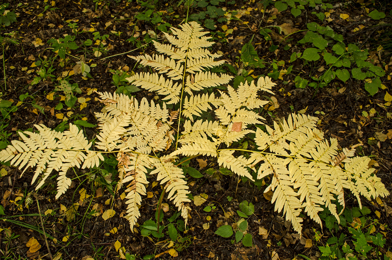 Изображение особи Pteridium pinetorum.