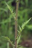 Rorippa hispida