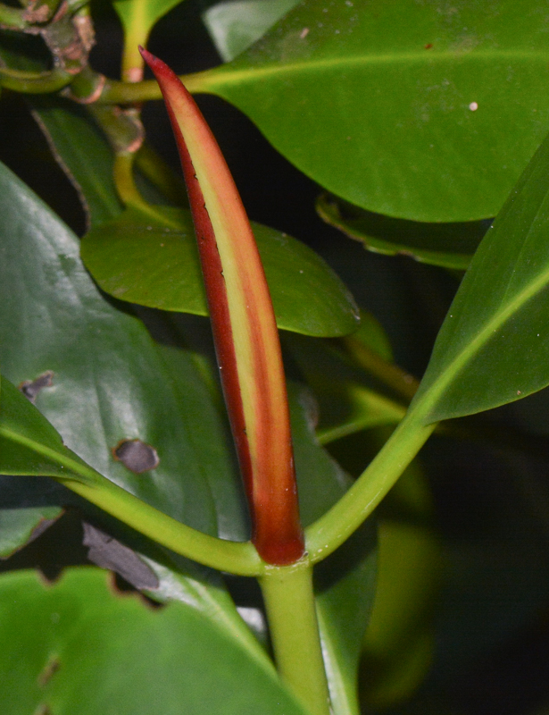 Image of Bruguiera gymnorhiza specimen.