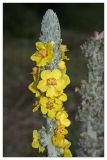 Verbascum gnaphalodes. Соцветие. Республика Абхазия, г. Сухум, морской пляж. 19.08.2009.