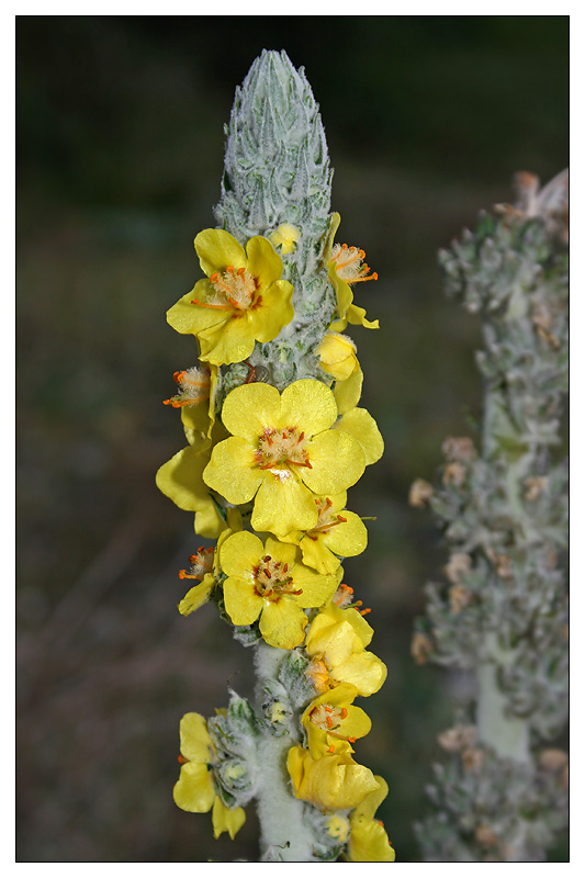 Image of Verbascum gnaphalodes specimen.