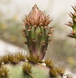 Opuntia aciculata