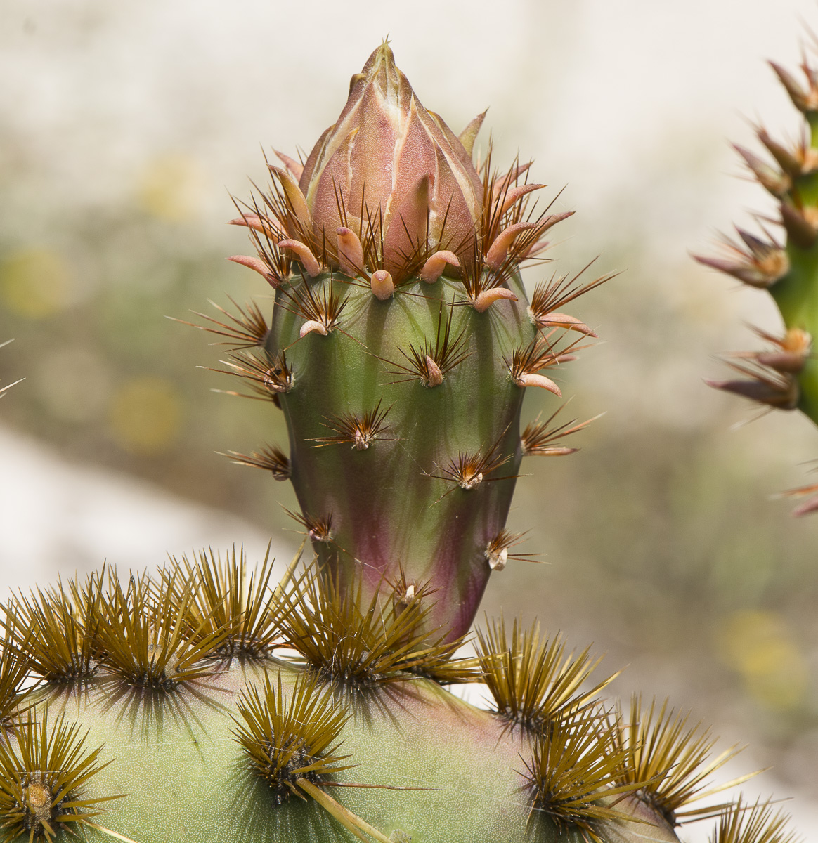 Image of Opuntia aciculata specimen.