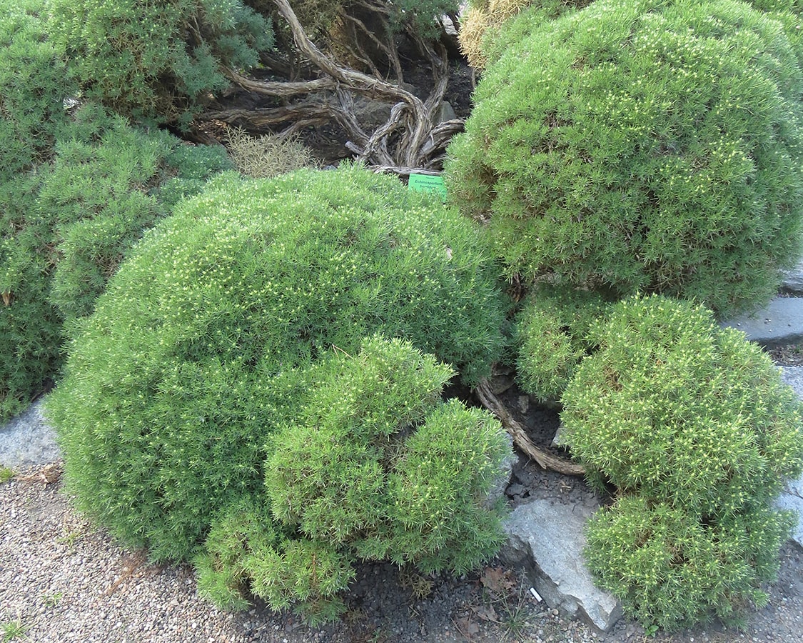 Изображение особи Echinospartum horridum.