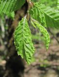 Carpinus orientalis