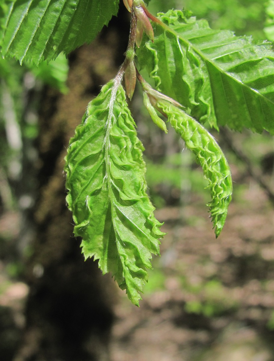 Изображение особи Carpinus orientalis.