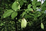 Staphylea colchica. Ветвь с плодами. Краснодарский край, Сочи, тропа на Агурские водопады. 29.05.2007.