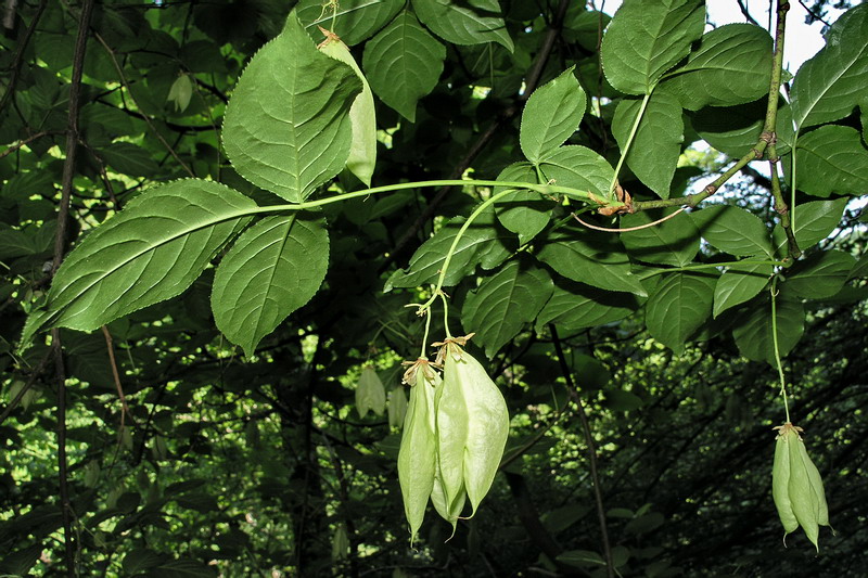 Image of Staphylea colchica specimen.