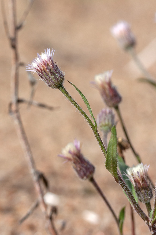 Image of Erigeron acris specimen.
