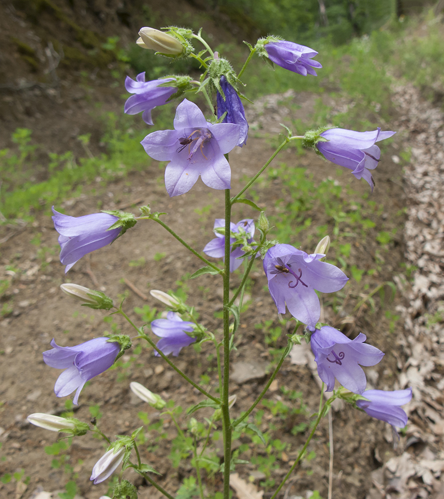 Image of Campanula praealta specimen.