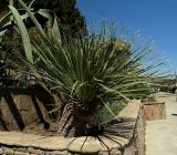 Dasylirion serratifolium
