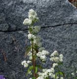 Galium boreale. Верхушка цветущего побега. Магаданская обл., окр. г. Магадан, мыс Островной, каменистый берег. 21.07.2018.