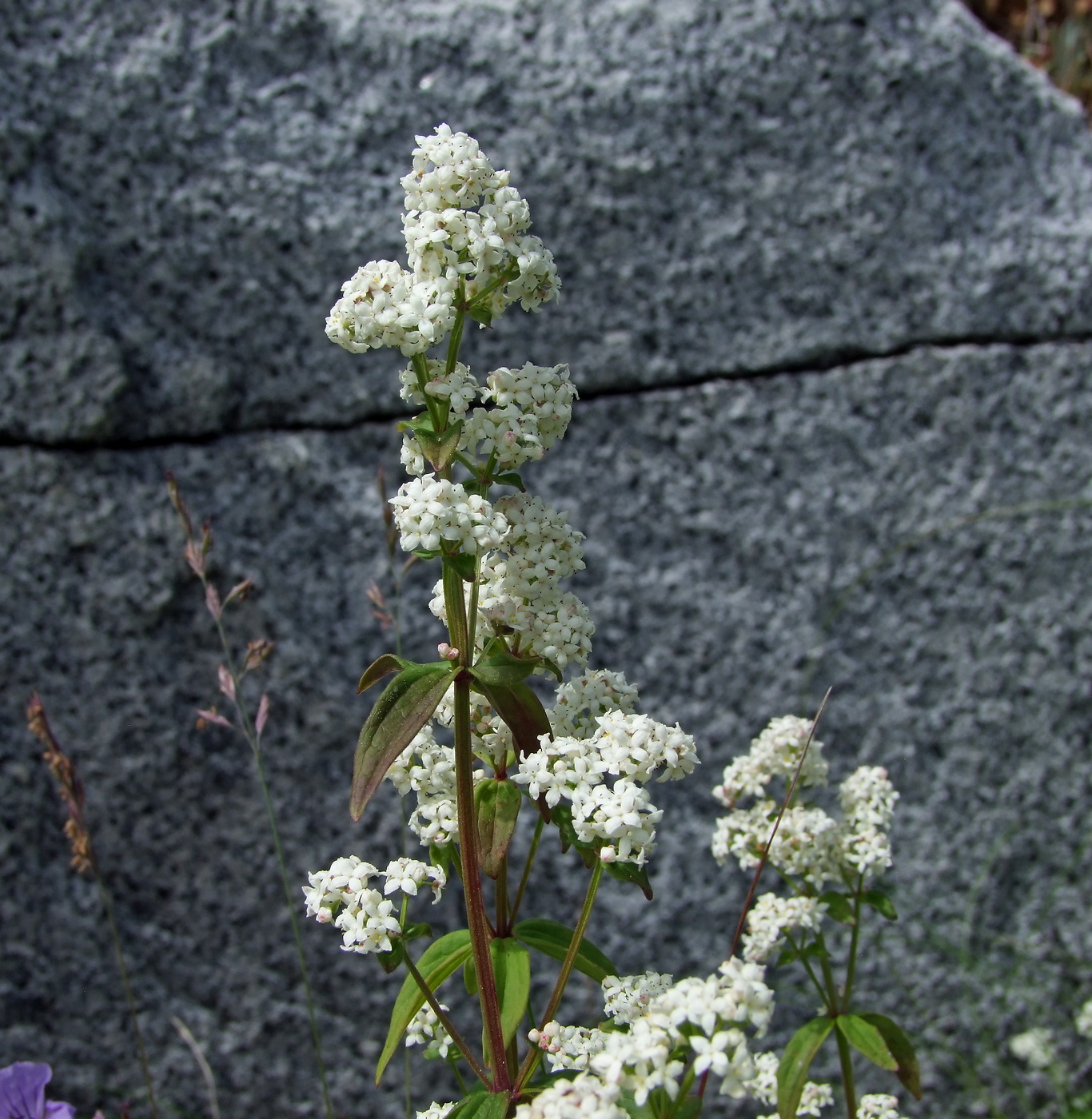 Image of Galium boreale specimen.