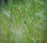 Carex canescens