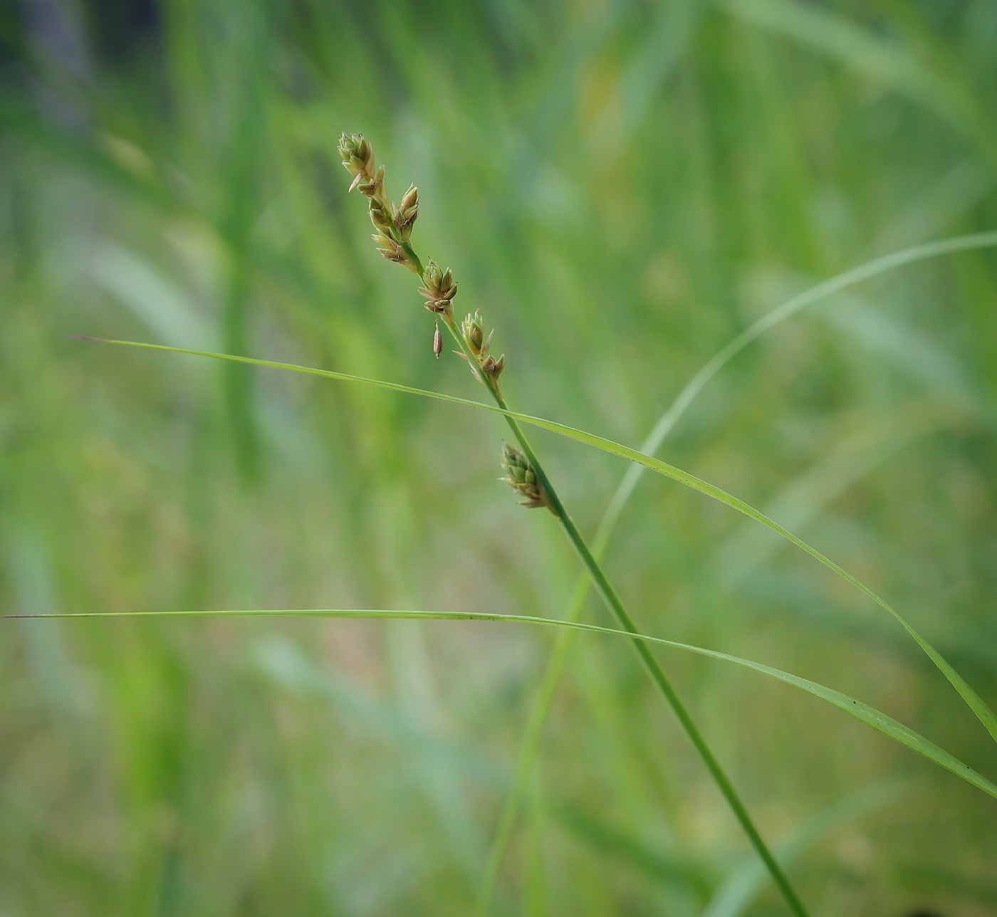 Изображение особи Carex canescens.