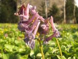 Corydalis solida. Верхушки побегов с соцветиями. Тамбовская обл., г. Тамбов, парк \"Усадьба Асеевых\". 18.04.2019.